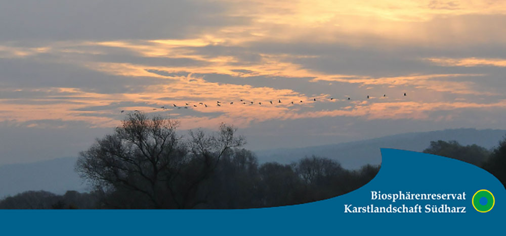 Kranichrast am Helme Stausee