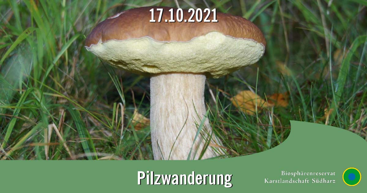 Pilzwanderung Harz