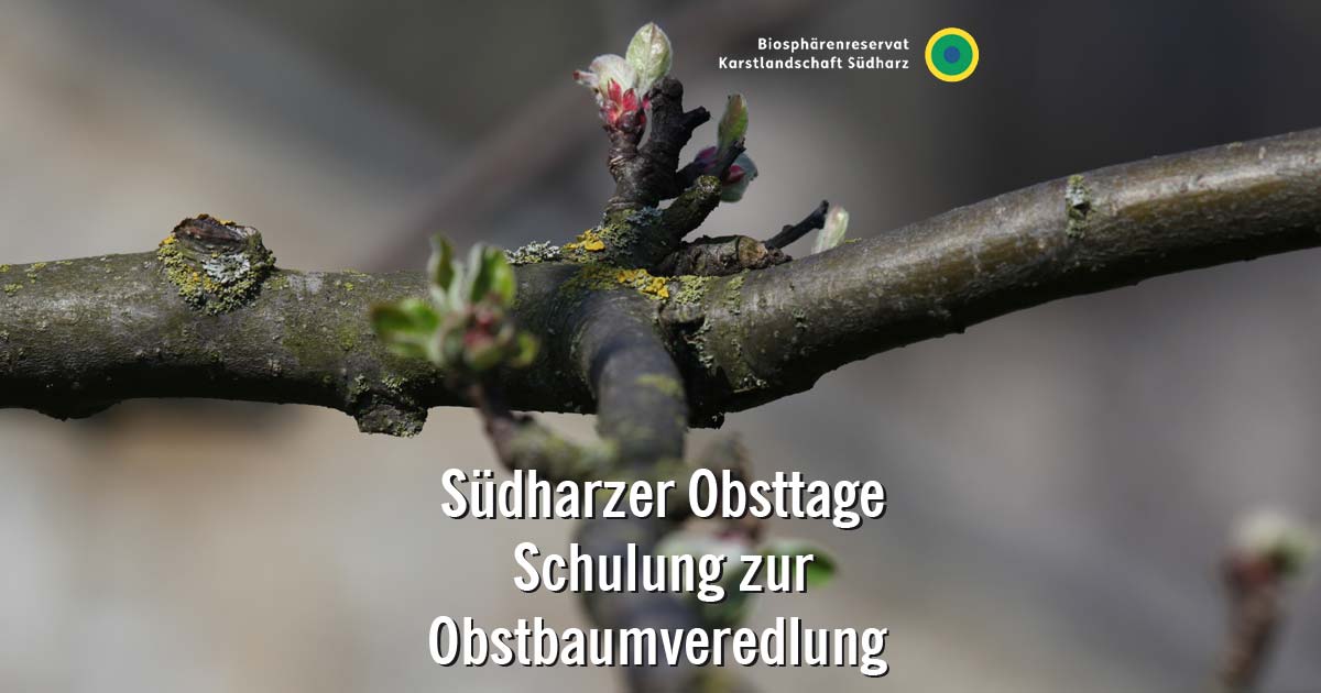 Stolberg workshop Obst Baum schneiden veredeln