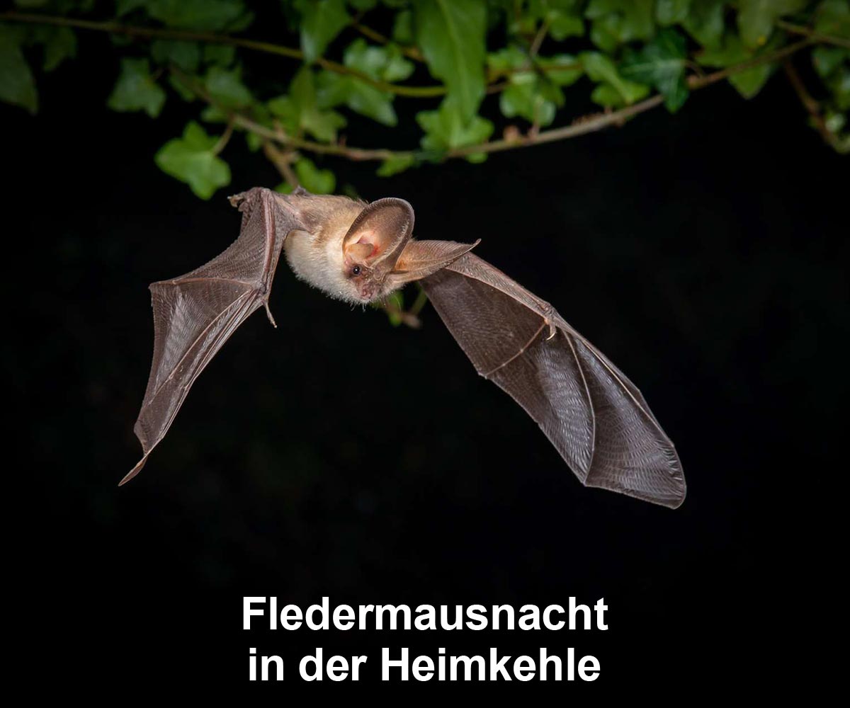 Fledermausnacht im Biosphärenreservat Heimkehle